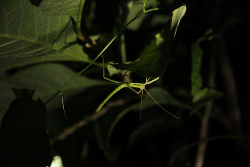DE TORTUGAS Y PEREZOSOS. COSTA RICA 2019 - Blogs de Costa Rica - DIA 11: TIROLINAS EN MONTEVERDE Y TOUR NOCTURNO POR LA SELVA (50)