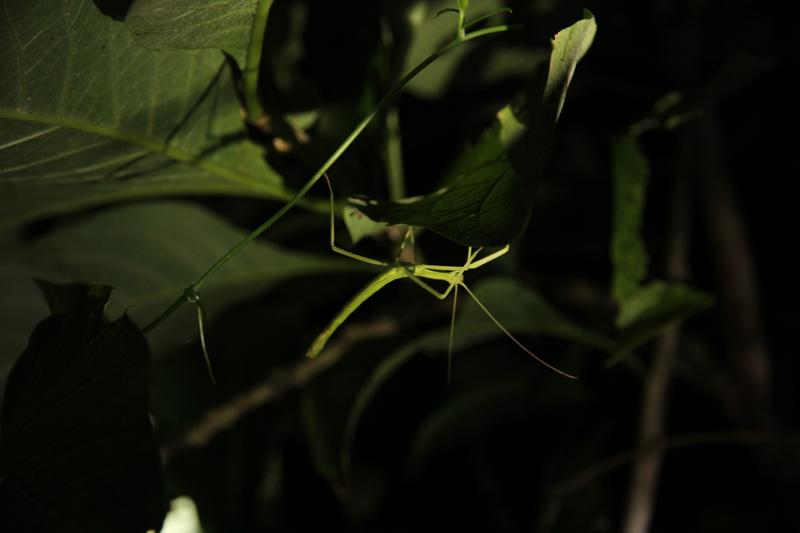 DIA 11: TIROLINAS EN MONTEVERDE Y TOUR NOCTURNO POR LA SELVA - DE TORTUGAS Y PEREZOSOS. COSTA RICA 2019 (50)