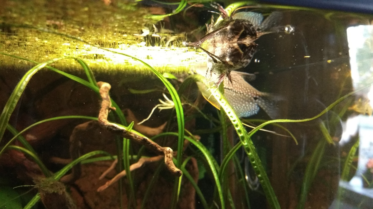 IMG_20170921_184312226_BURST000_COVER