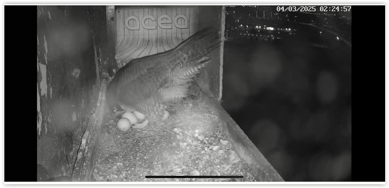 Screen Shot 03-04-25 at 09.15 AM