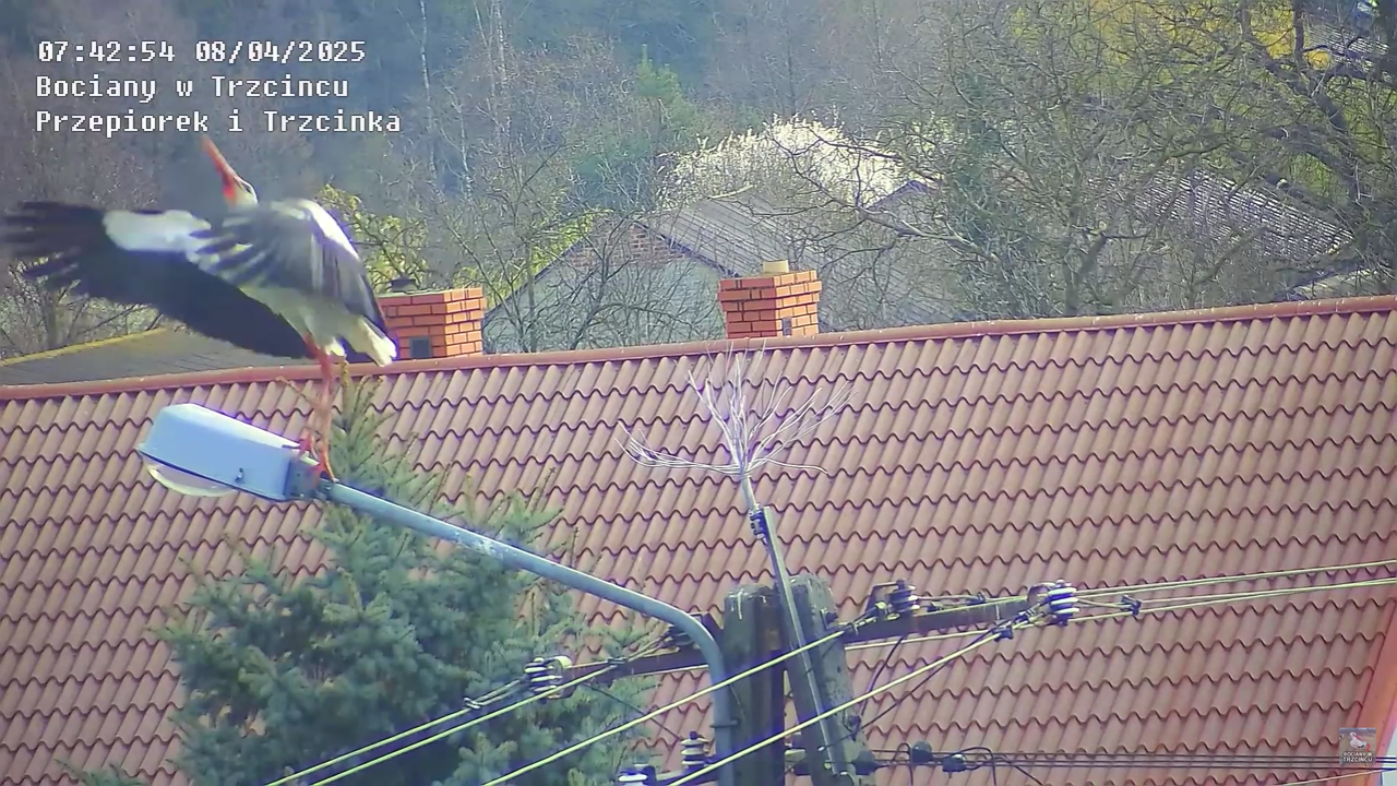 08042025bociannalatarni_11