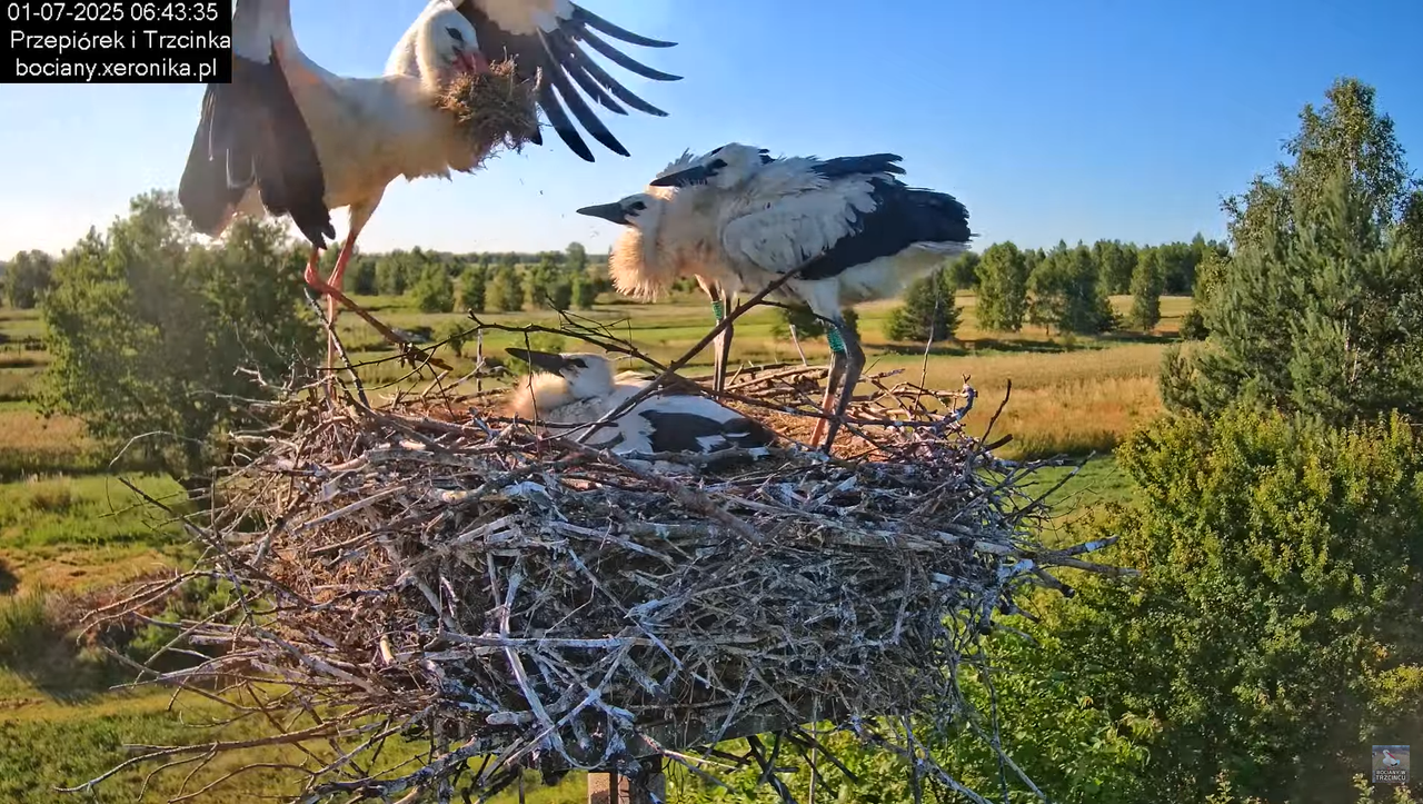 01072025bociany17