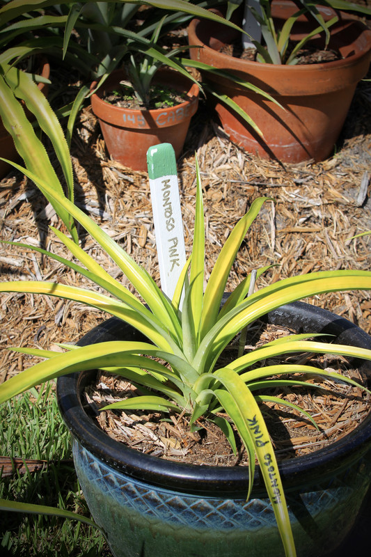 144CA39D-2E5D-4623-A4CC-A3C928A51611_1_201_a