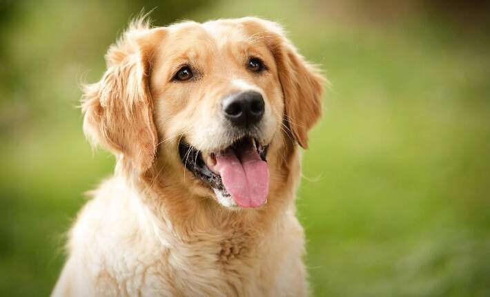 Why most dog supplements don't work