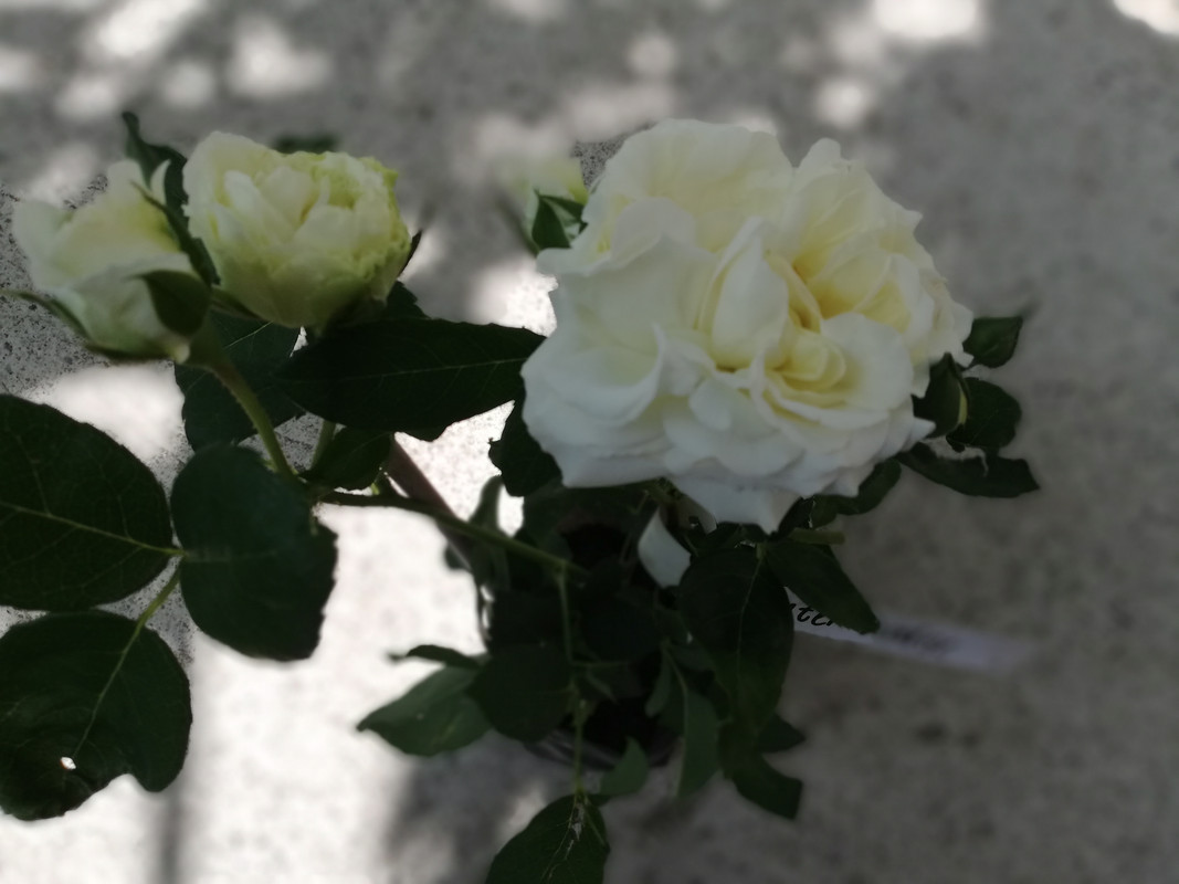 IMG_20190618_115733