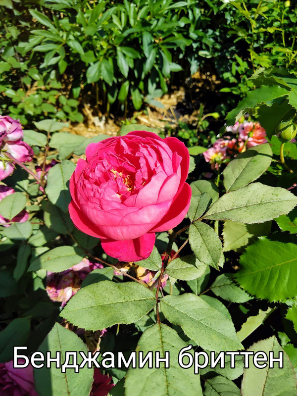 IMG_20250306_094952