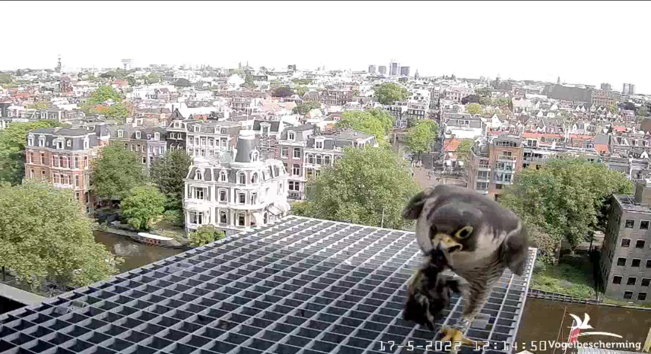 Amsterdam/Rijksmuseum screenshots © Beleef de Lente/Vogelbescherming Nederland Video-2022-05-17-122327-Moment-2