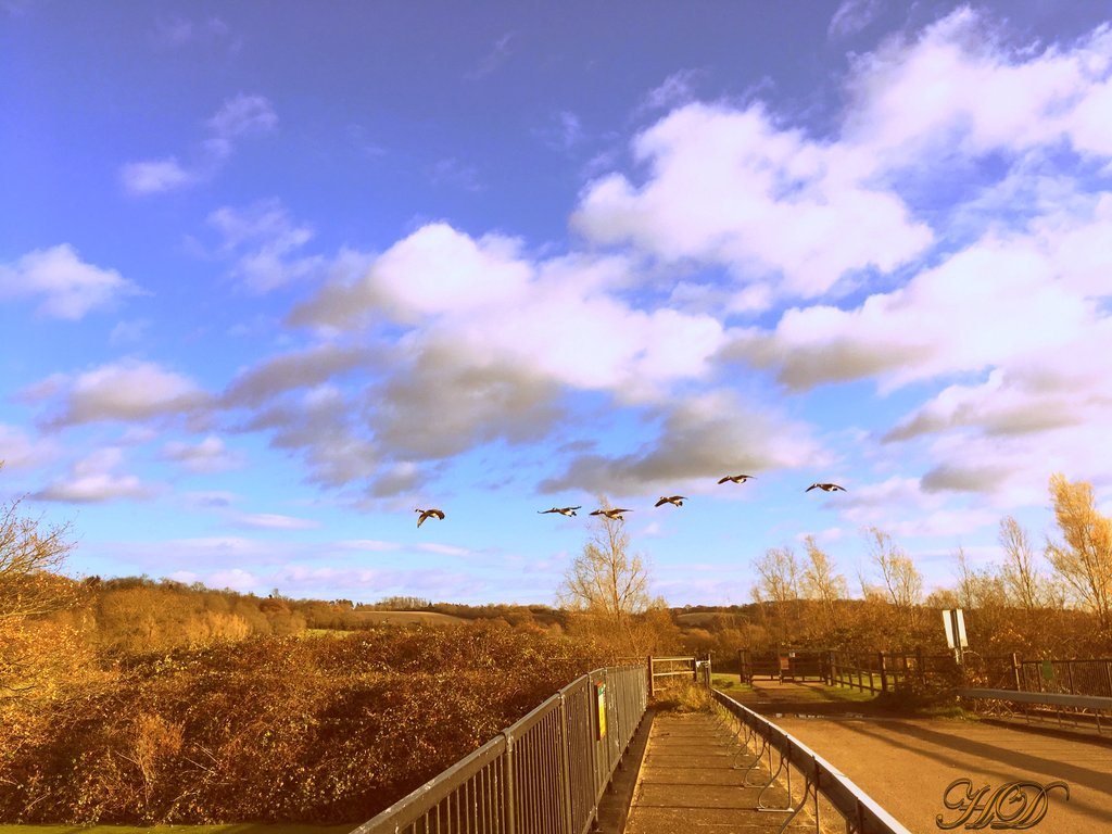 flying-geese-HD.jpg