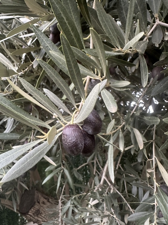 ¿Qué variedad de olivo tengo? Img-8716