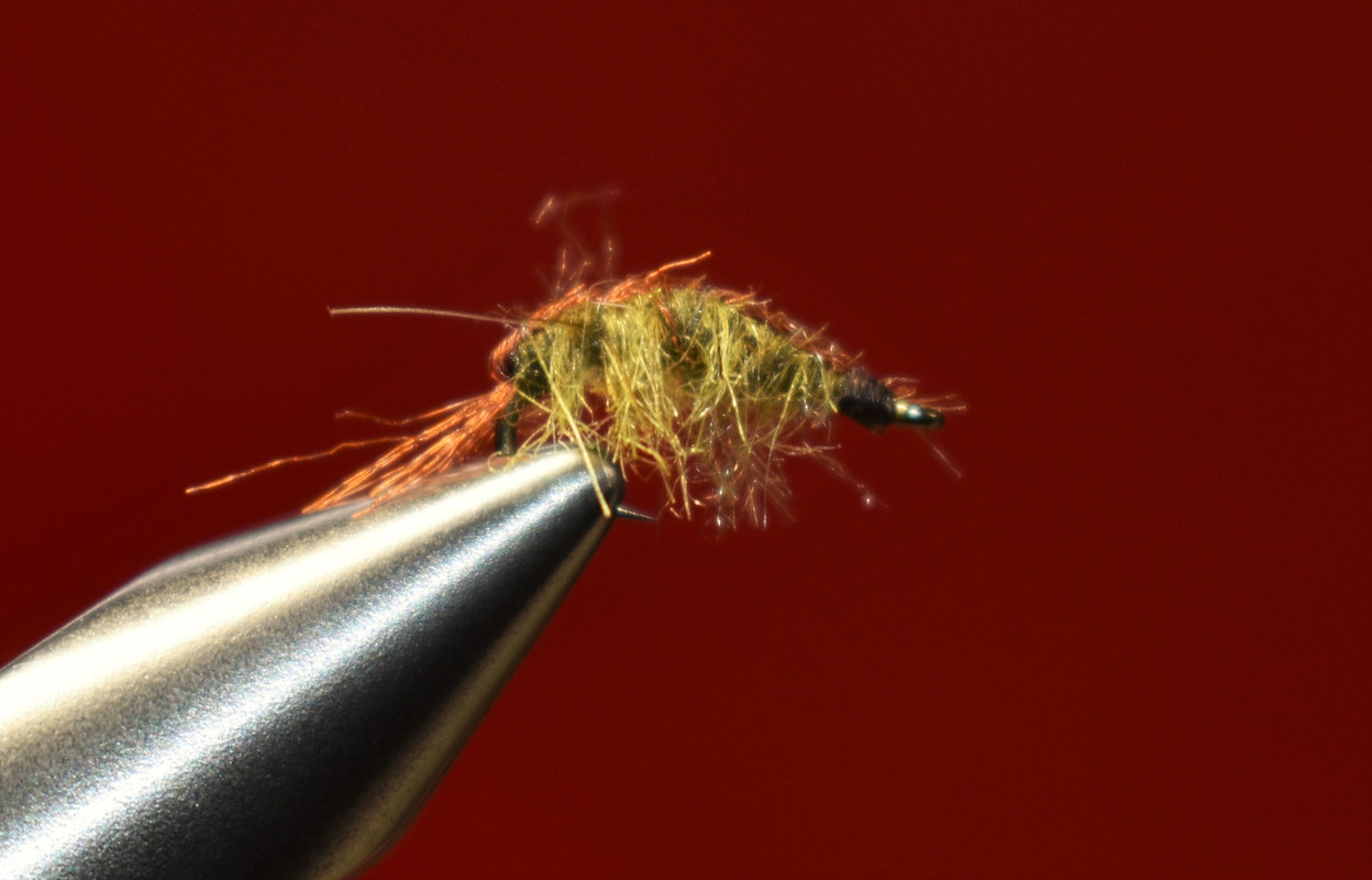 Mark's Limestone Shrimp