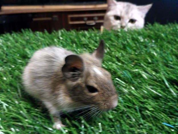 IMG_20170405_195305_HDR