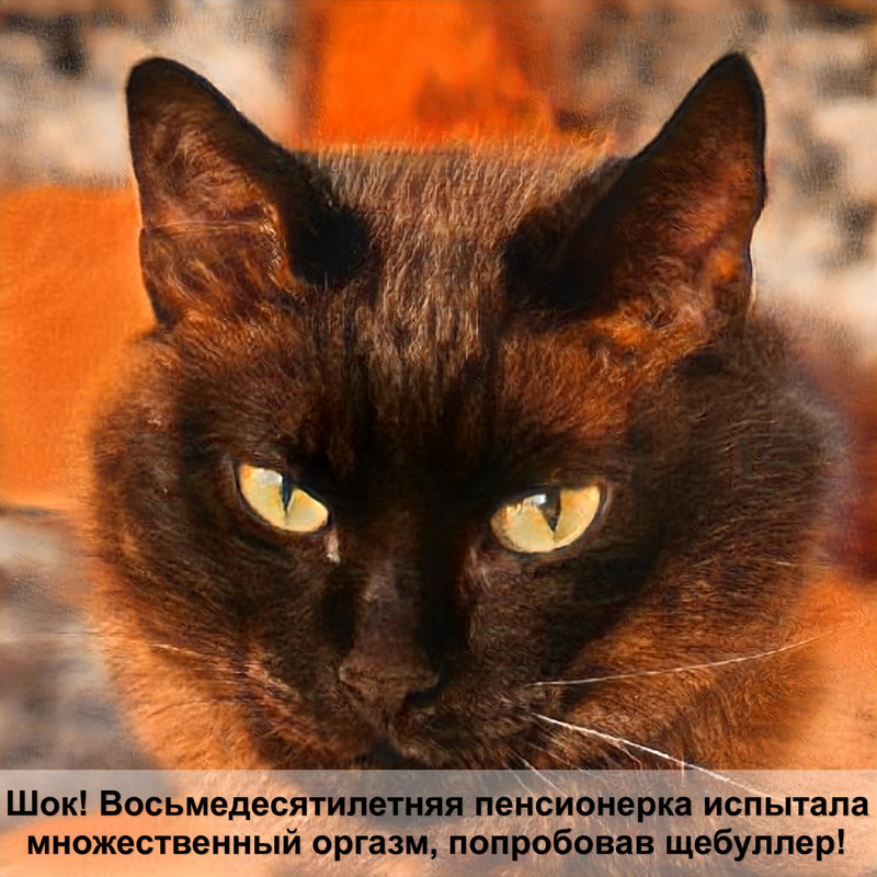 порода кошек шоколадного окраса