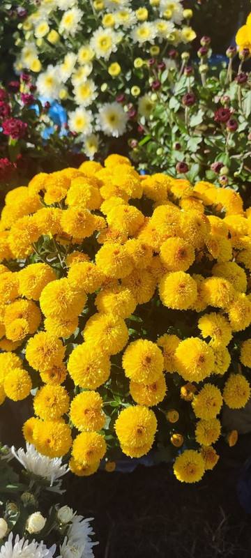 hswefYjhvL5tOsNQt2Wf59kqHq28P5qkkg0WJRoPb9yZltTPtaAqN1OJ-zA9NIFy1NOaxXXCHYswIl9WV58nlNLO