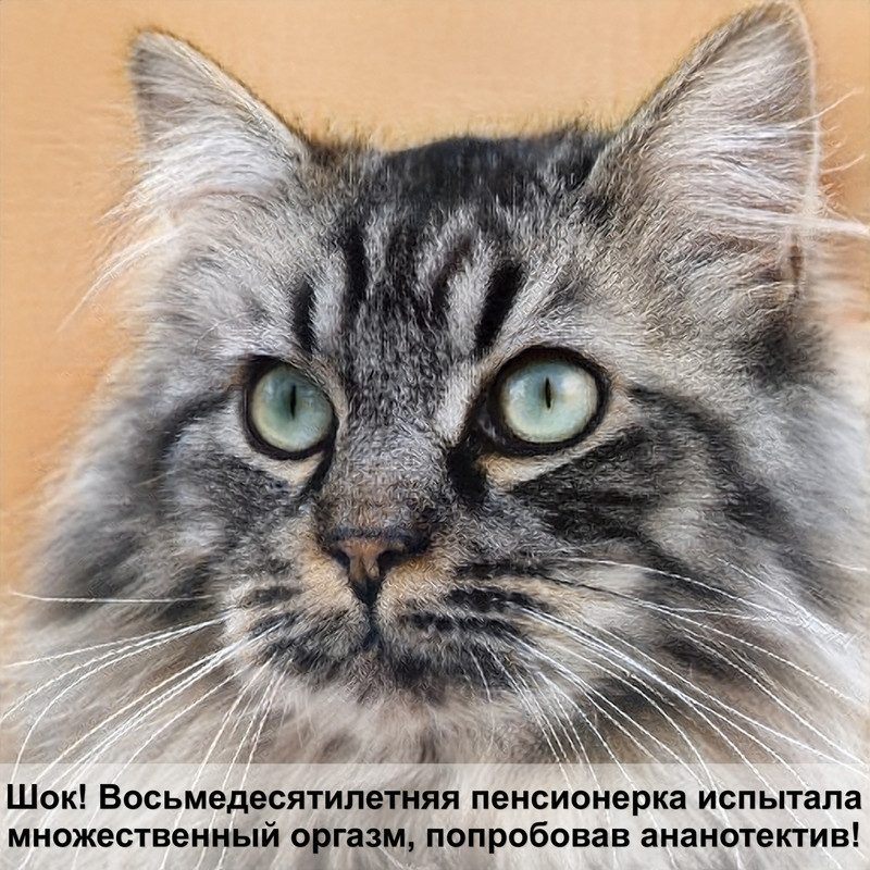 корм для кошек брит