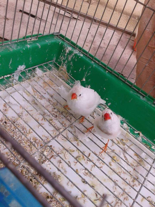 صورة