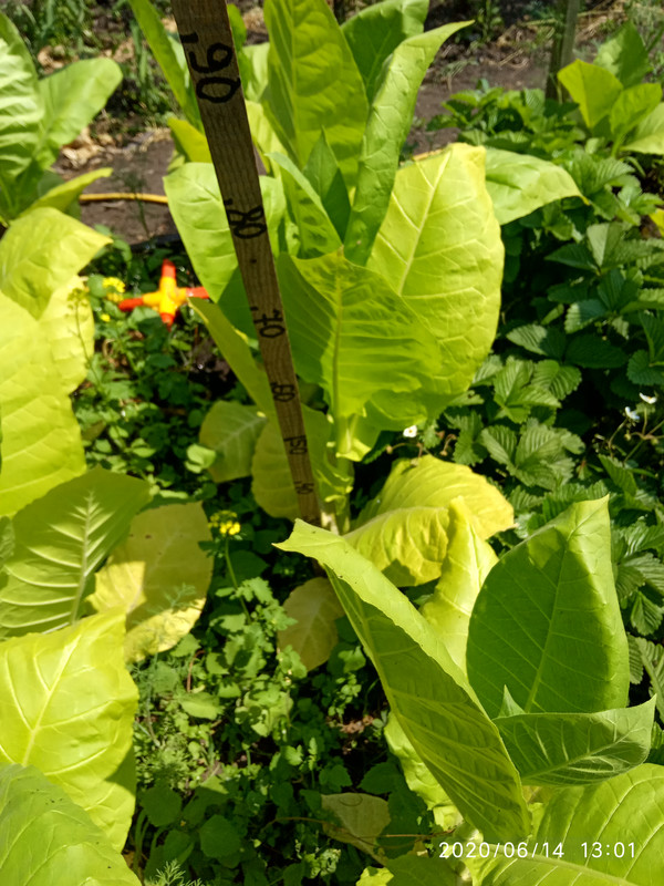 15921144720016535627008740261752