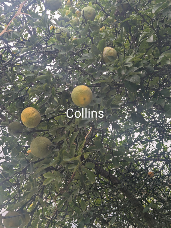 PXL 20260919 185124847 2