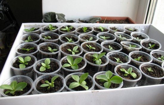 Секреты успешного выращивания ибериса на балконе или в теплице