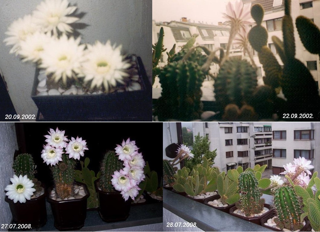 1-2002.-prvi cvetovi 2002.- 27. i 28.07.2008.