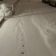 IMG-8595.jpg
