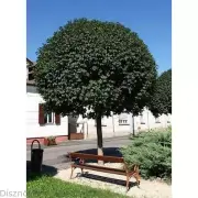https://i.postimg.cc/xXC3cVBv/fraxinus-ornus-mecsek-gombkoris-1600x-01-jpg.webp