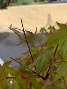 IMG-4225