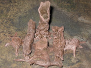 Tree-Stumps