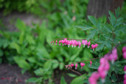 DSC00432
