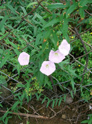 Calystegia-pubescens1