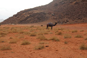 IMG-3382
