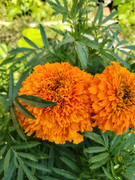 IMG-20250815-160436