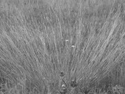 ADP Free party Balscha 2009 071