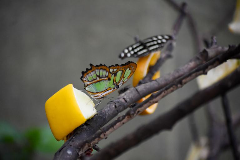 В джазе только девушки или аргентинско-бразильский калейдоскоп В джазе только девушки или аргентинско-бразильский калейдоскоп