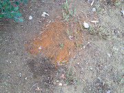 IMG-4985