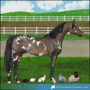 Rabbits: Polish Black, Mini Rex, English Spot, Chinchilla, Angora