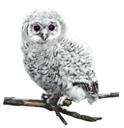 WINTER-LOVE-DBJ-ELEM-63