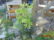 DSC00404