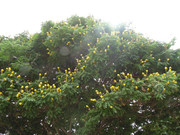 66.4.spring smiles IV