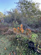 IMG-1761