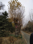 IMG-20191116-110254