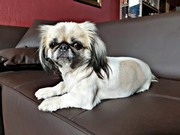 Bella-Houy