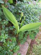 Kekes p'tites photos du jardin Jj