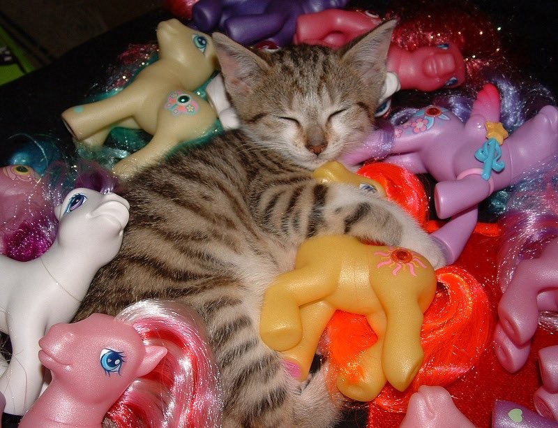 Catspoiled-736fbf3bfd940db5d1e0de5c2af648b6-1055194c-1280.jpg