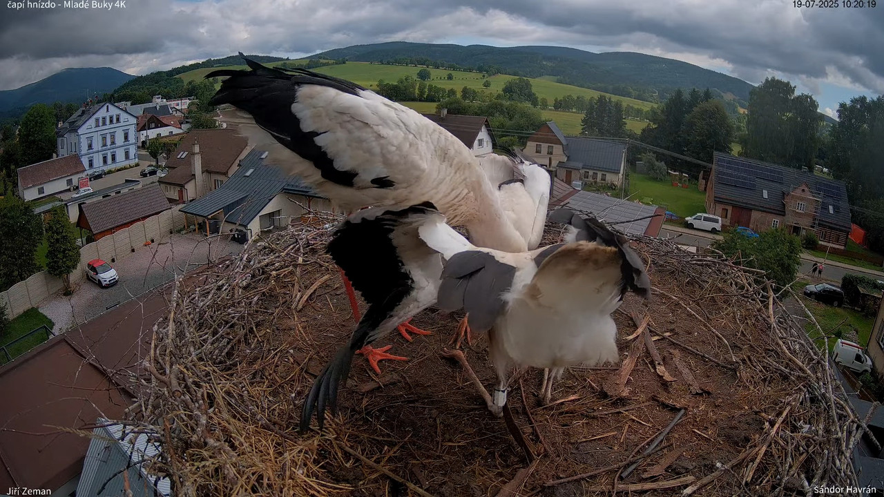 Živá kamera - Mladé Buky - čapí hnízdo 4K 13-37-20 screenshot (1)