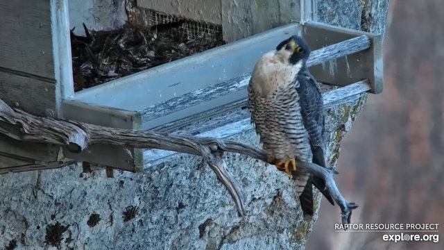 Great spirit bluff Falcons Przechwytywanie-w-trybie-pe-noekranowym-16-02-2024-234545