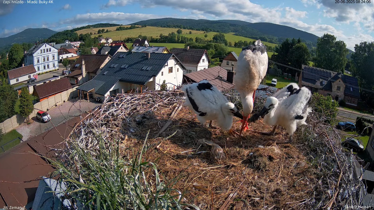 Tiešraides kamera — Mladé Buky — stārķa ligzda 4K 9-34-52 screenshot