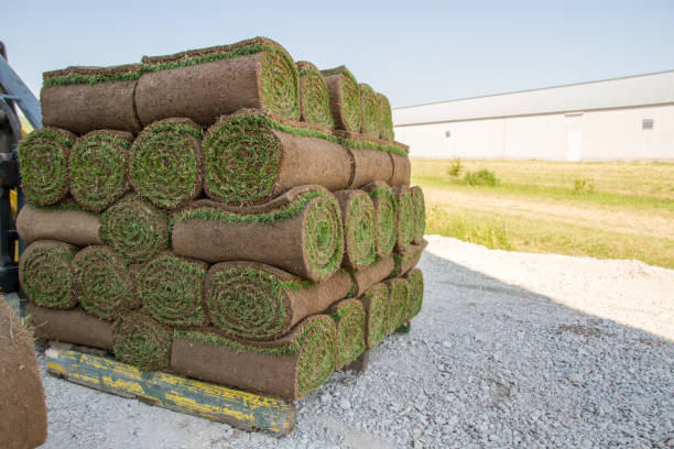 Wholesale Sod