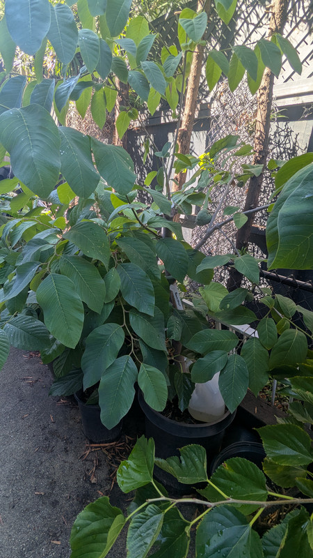 PXL_20251015_195252741