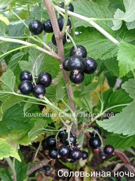 Е.Л. - Соловьиная ночь