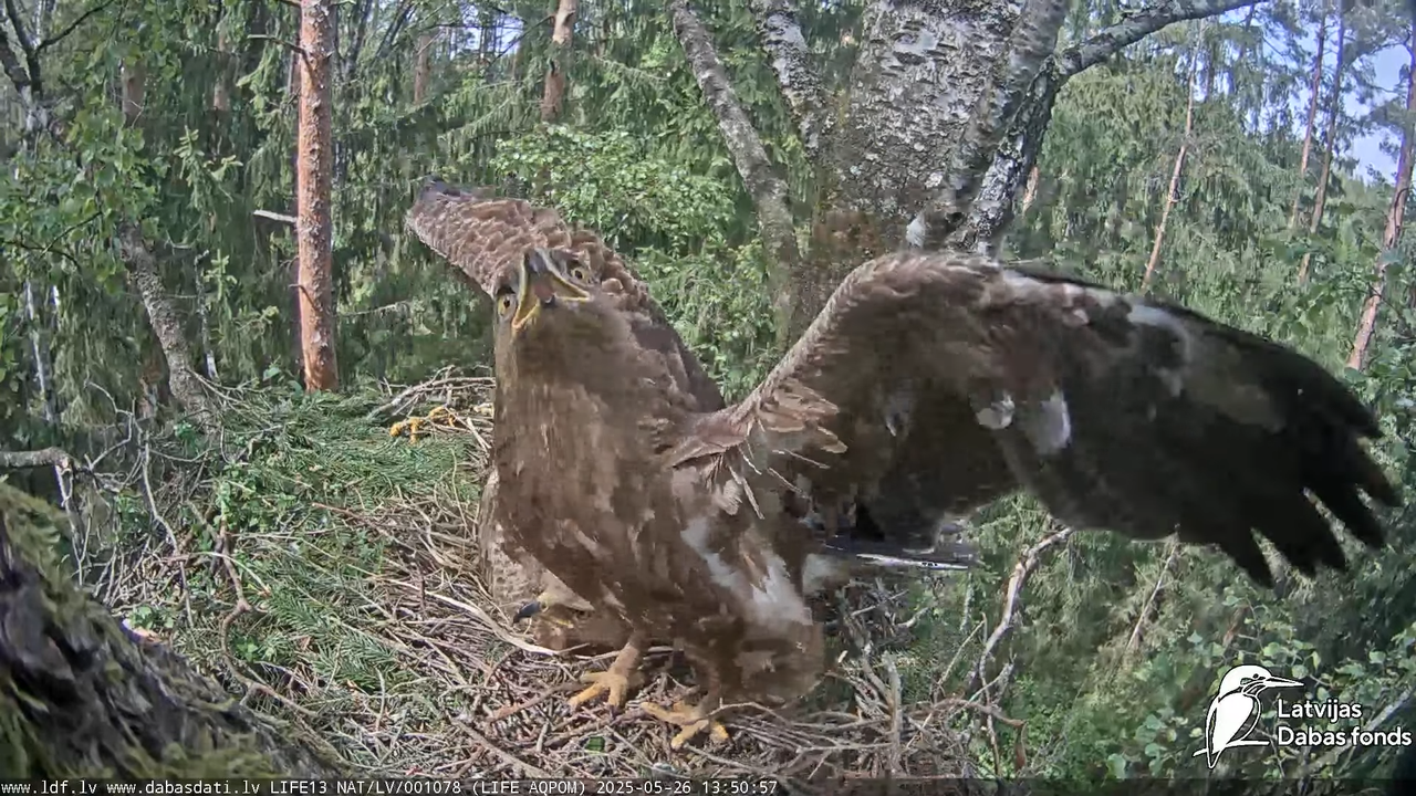 Mazais ērglis (Clanga pomarina), ligzda bērzā 17-20-17 screenshot